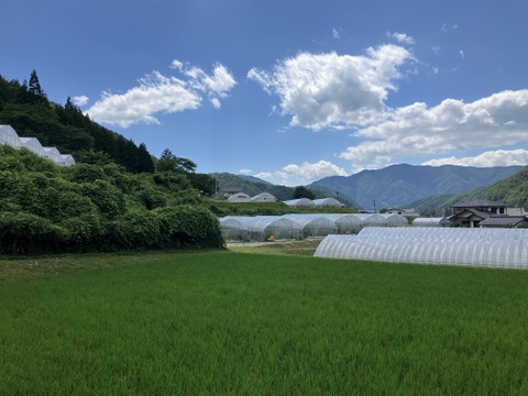 【有機JAS】飛騨産大玉トマト2キロ箱
今年もやっぱり丸かじり！麗月