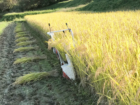 新米2025｜岩手・花巻産 ササニシキ 玄米5kg｜稲架掛け天日干しで香り豊かに仕上げた限定米