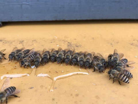 【美味しさに感動】日本蜜蜂の生ハチミツ170g×2個 + 蜂蜜 100g小瓶おまけ付き