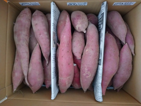 ◇訳あり◇【砂丘さつま芋３種：ほくほく・ねっとり食べ比べセット】ご自宅用４キロ