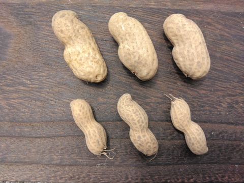 【本気の掘りたて】☆茹でて美味しい『千葉県産☆生落花生・おおまさり』約1.5kg☆