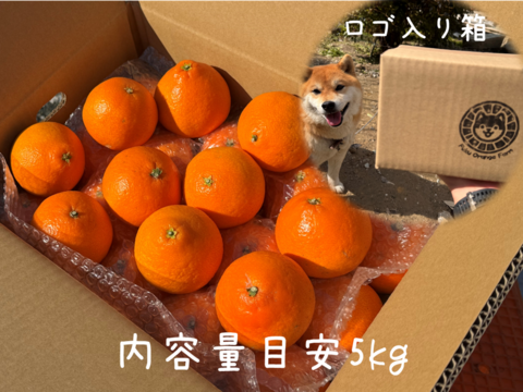 【ぷるん、とろり】完熟ハウス 福まどんな《ご家庭用 5kg》｜サイズ混合｜愛媛・西宇和産