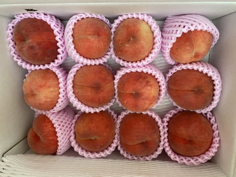 🍑珍しい桃 まどか 約3kg 8～14玉 8月中旬発送 収穫した日に発送 家庭