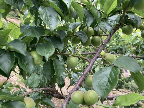 【お買い得】サイズいろいろ！ご家庭用「青梅 １Kg」