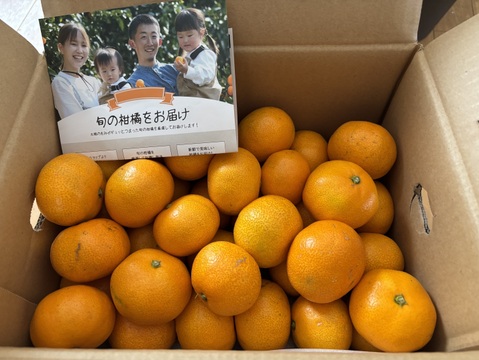 【冬ギフト】暁みかん3kg（小玉サイズ）11月中旬頃発送開始！