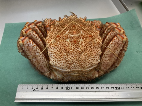 【特大】毛蟹/硬毛ガニ/味の濃さ旨味バツグン/3特ランク/浜茹で/1kgアップ【冷凍】