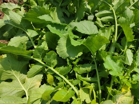 ✨冬を越えた力強い「春の目覚め大根葉」約1kg　農薬・化成肥料不使用✨