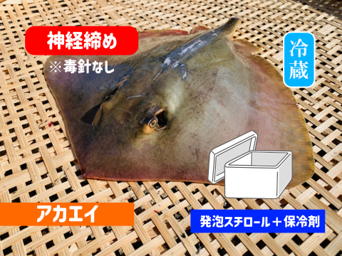 神経〆アカエイ（毒針除去）約１ｋｇ