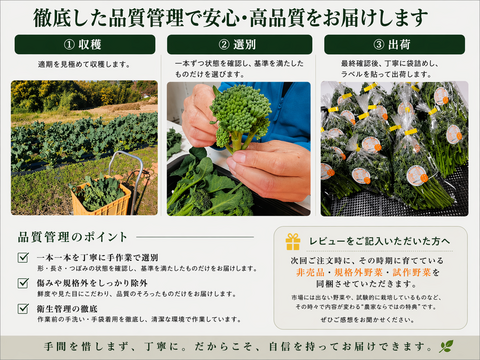 【6月限定3セット　500円引き　60サイズ】神奈川県産　茎ブロッコリー（スティックセニョール）