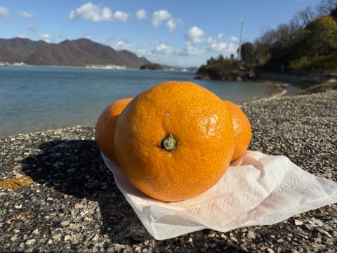 【限定！小玉S-SS♪】🍊とろける甘酸っぱさ！濃い味わいの訳あり早生みかん ５kg【花崗岩の離島から直送！／果汁じゅわっ】