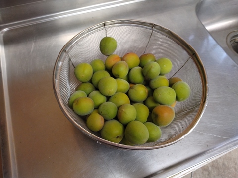 南高梅 和歌山県橋本市産 大玉3Lサイズ  4ｋｇ【送料無料】