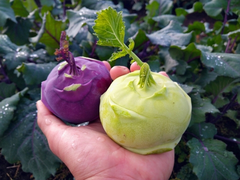 【シャキシャキ！キャベツの仲間】京都産コールラビ　1.5kg（４〜６個程度）