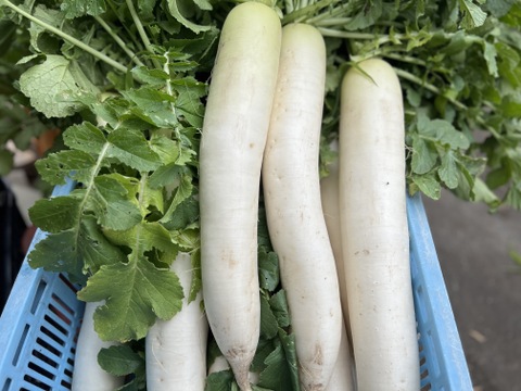 大根　群馬県東吾妻町産　3本