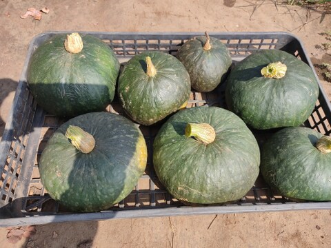 ✨【福袋】レアベジ・カボチャ含むお野菜セット（農薬・化成肥料不使用）おまけ付✨