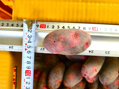 ちょっと小さめ！！じゃがいも　グラウンドペチカ（デストロイヤー）　３ｋｇ