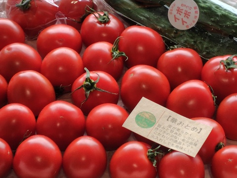 旨みと甘み♪香りと味を楽しむ贅沢なトマト🍅【華おとめ】１kg箱 + 朝もぎイボきゅうり🥒３本付き