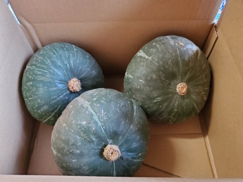かぼちゃ(中)【５kg】