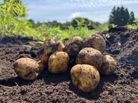 じゃがいも5種の彩りセット　1kg×5種