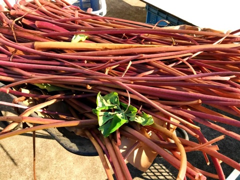 お出汁を食べる至福の食感。極上 芋がら（乾燥ずいき）[50g]