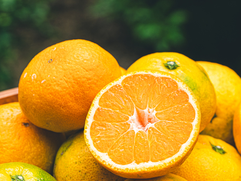 ■限定10箱■【EHIME UWAJIMA】とろ甘の樹上完熟ゆら早生Aセレクション（家庭用)
2.7kg