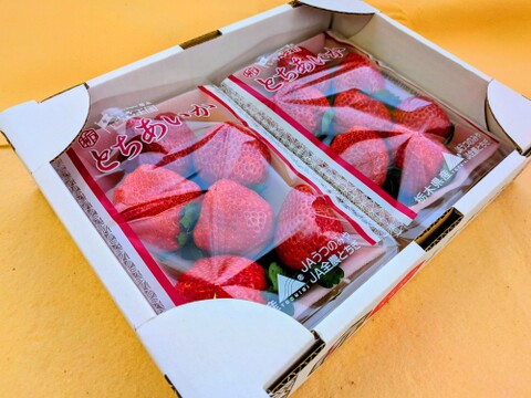 朝摘み！栃木県産★完熟とちあいか！大粒A品！甘くて酸味が少ない品種です！