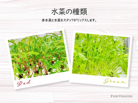 【FISH VEGGIES】フィッシュベジ季節のサラダセット 90g〜　化学肥料/農薬不使用だから安心して食べられる