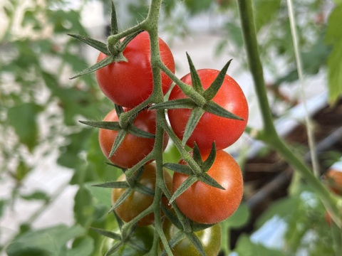 【年間1万人以上が訪れるトマト農園】ミニトマト