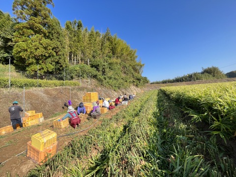 1kg【ちょっとよかショウガ】熊本の大地の恵みで育てた生姜
