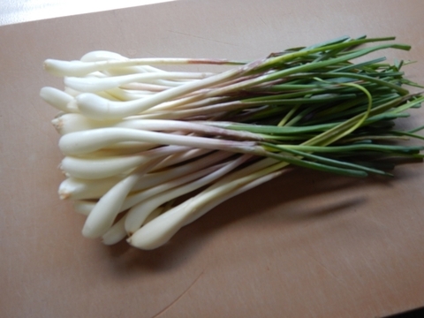 【有馬温泉の麓産】生らっきょう 300g 葉付き 栽培期間中農薬不使用🌱