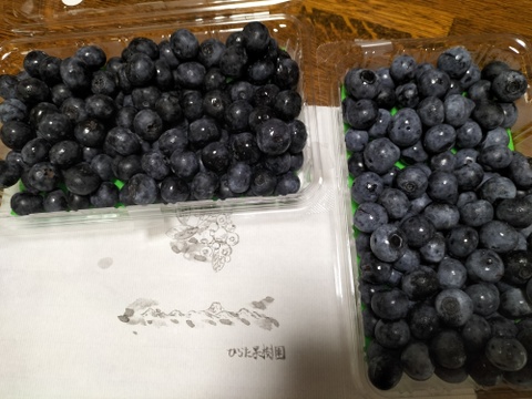 まじりっけなし！自然栽培『生ブルーベリー』500g【ティフブルー】【ノビリス】