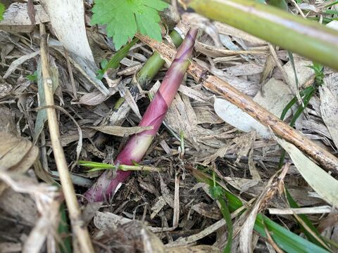 やわらかい食感！月山山麓大地の恵み！ 天然月山筍 １.５ｋｇ