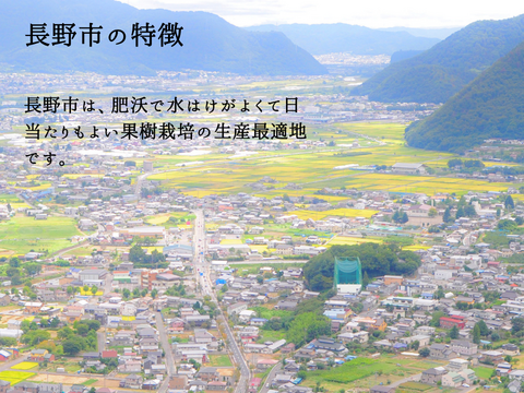 シャインマスカット1.6～1.8kg 【信州長野県産】※2025年先行予約※　９月上旬より発送開始