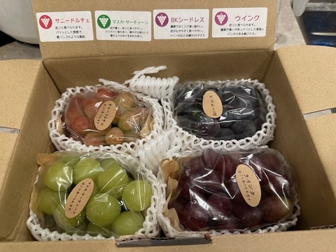 【ご家庭用3～4房】ぶどう食べ比べセット（品種おまかせ／約1.3kg）