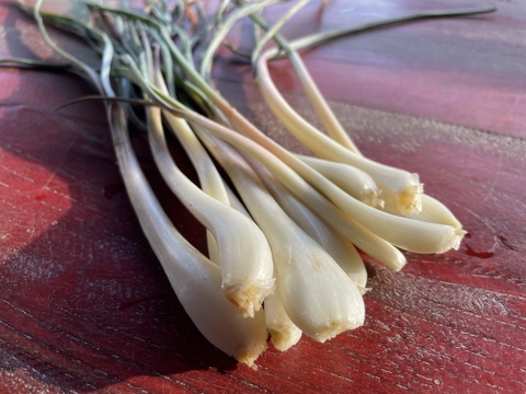 【春限定・希少】宮城産 若採りらっきょう エシャレット 1kg 栽培期間中農薬不使用  朝掘り 4月終了