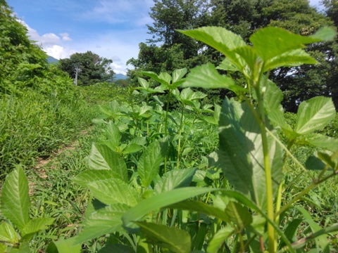 自然農園の健康やさい！　夏野菜珠玉の6品セット