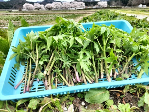 しどけ 雪国の香り！瑞々しい山菜の女王 約2000g