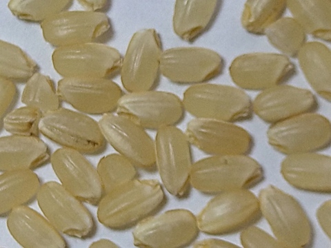 【令和７年産　新米　玄米】動物由来肥料不使用、化学肥料半減、米粒成長期の農薬ゼロ、だから、米粒は小さめですが、味は凝縮　令和7年新米です　ひとめぼれ9kg　玄米でお届けします