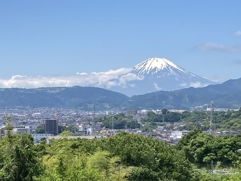 しゃきしゃき【ロメインレタス】250g前後を３株