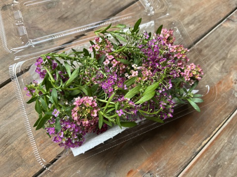 エディブルフラワー 4種セット　※農薬不使用栽培