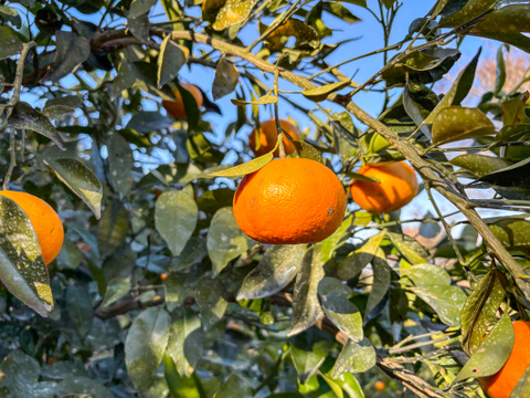 ［3kg］《あすみ》濃厚でコクのある甘さ×パリパリ食感の果肉！（大小混合・訳あり）