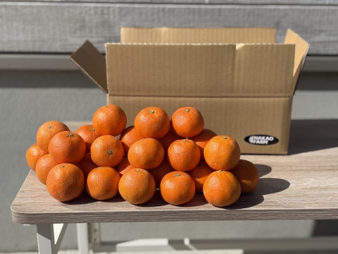 2027予約販売🎵佐賀県太良町産クレメンティン（箱込み2キロ）