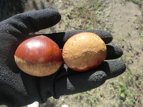 【甘さ２倍の極大粒　筑波栗】氷温貯蔵で甘い筑波栗　１セット限定 農薬不使用栽培　900g