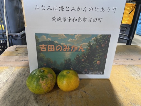 【１１月１８日～２３日収穫】見た目は悪いが味は良い。【選果落ち】早生ミカン３kg。サンプル糖度9.6～11.2度