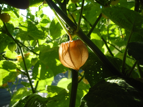 《ご家庭用》ちょっと贅沢な食卓を「食べる宝石」ほおずきジャム＆クリームチーズ各１個（合計2個）セット