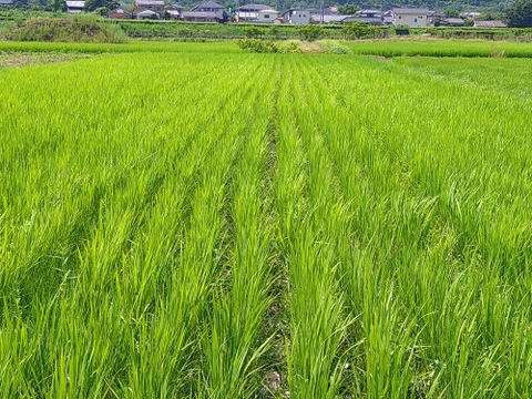 自然栽培　草との闘いに勝ち抜いた令和７年産あきたこまち新米９kg　人と土にやさしい栽培方法　農薬も除草剤も不使用　肥料不使用でゆっくり成長したから、小粒でも土の中の様々な栄養を吸収していると思います