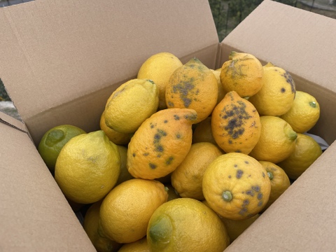 ◆訳あり特価◆レモン「リスボン」　業務用１５キロ