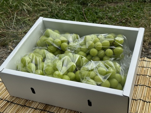 山梨県産ぶどう【シャインマスカット】3kg〜3.4kg前後(5〜7房) 種なし『常温便』