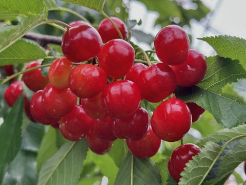 さくらんぼ【佐藤錦】1kg