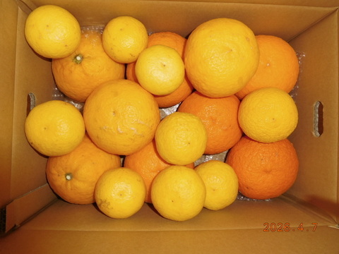 初夏の味覚３種「食べ比べ」甘夏・黄金柑・星タンゴール　　　約5.0㎏