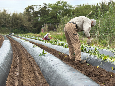taneco 熟成 種子島安納いも（生いも） 【Ｓサイズ・２kg】